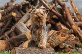 YORKSHIRE TERRIER 625